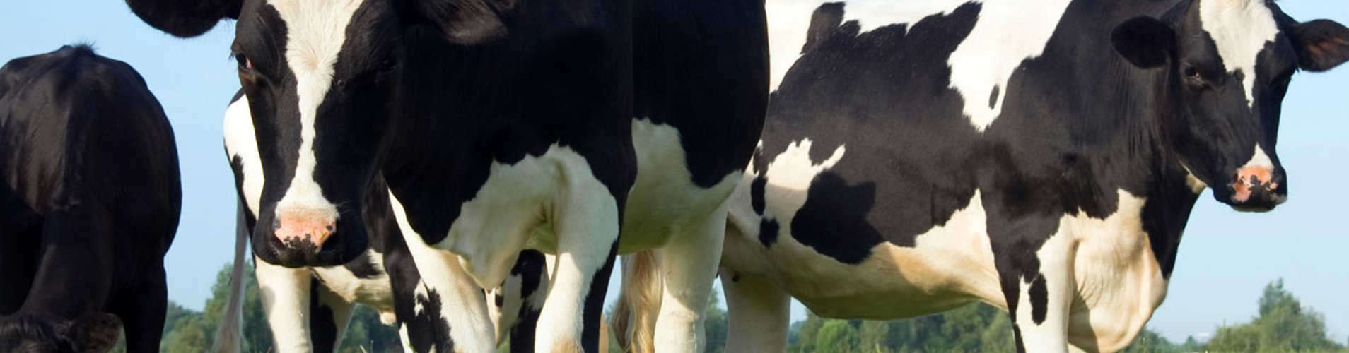 dairy cows